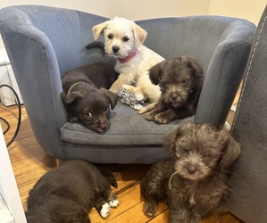 ShihPoo-Wapoo Mix Puppy for sale in SAINT JAMES, NY, USA