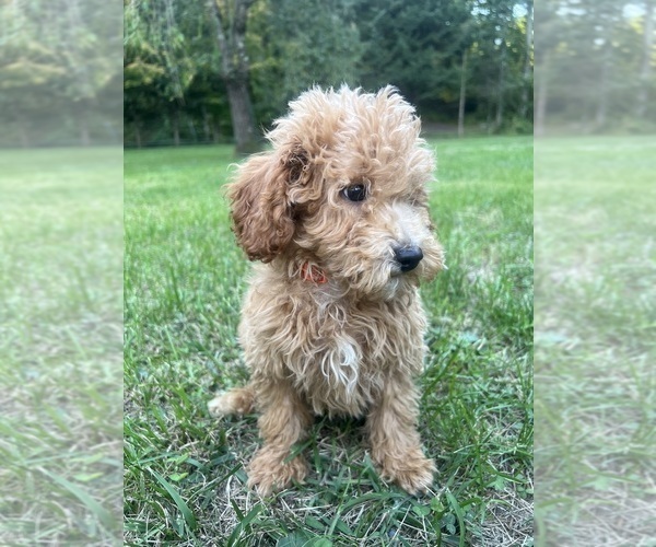 Medium Photo #3 Poodle (Miniature) Puppy For Sale in DURHAM, CT, USA