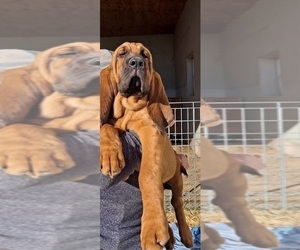 Bloodhound Puppy for sale in MOUNTAIN GROVE, MO, USA