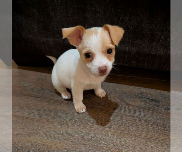 Medium Photo #1 Shih Tzu Puppy For Sale in The Woodlands, TX, USA