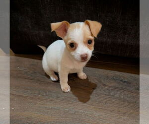 Shih Tzu Dogs for adoption in The Woodlands, TX, USA