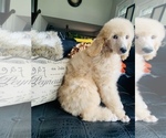Puppy 1 Poodle (Standard)