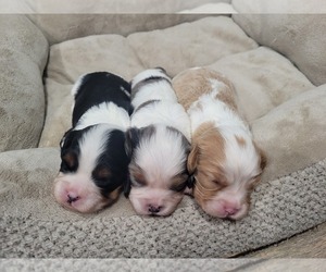 Australian Shepherd-Cavalier King Charles Spaniel Mix Puppy for sale in LEBANON, OR, USA
