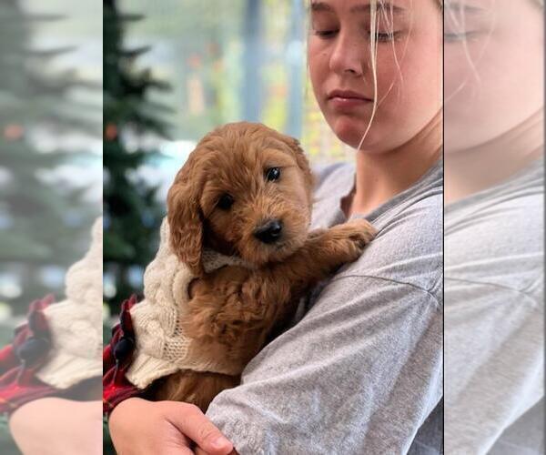 Medium Photo #2 Goldendoodle Puppy For Sale in SAN DIEGO, CA, USA