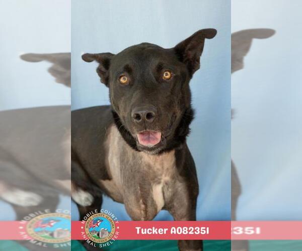 Medium Photo #2 Labrador Retriever-Unknown Mix Puppy For Sale in Mobile, AL, USA