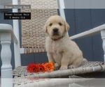 Puppy Brown Collar Golden Retriever