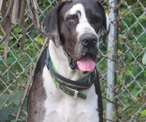 Great Dane Puppy for Sale in BARTOW, Florida USA