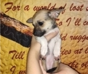 Chiweenie Puppy for sale in BLUFF CITY, TN, USA