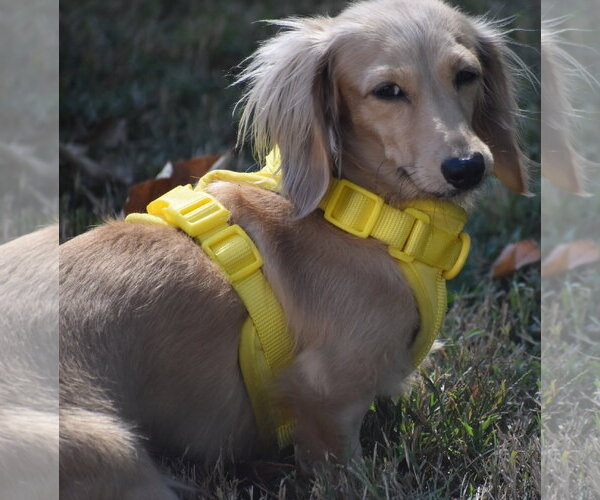 Medium Photo #3 Dachshund Puppy For Sale in Shelbyville, TN, USA