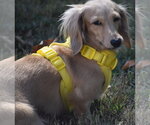 Small Photo #3 Dachshund Puppy For Sale in Shelbyville, TN, USA