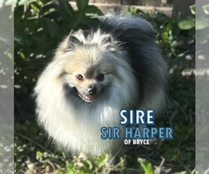 Father of the Pomeranian puppies born on 06/15/2025