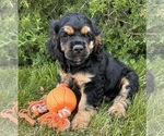 Small #1 Cocker Spaniel