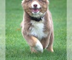 Small Photo #7 Australian Shepherd Puppy For Sale in SALEM, OR, USA