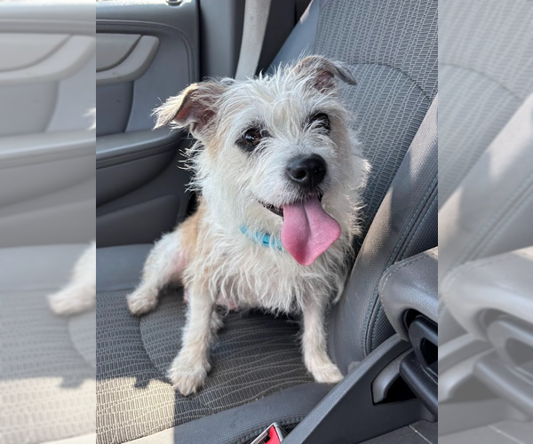 Medium Photo #1 Chihuahua-Unknown Mix Puppy For Sale in Forest, VA, USA