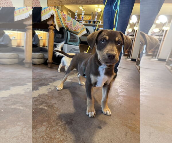 Medium Photo #5 Australian Shepherd-Rottweiler Mix Puppy For Sale in Williamsburg, NM, USA