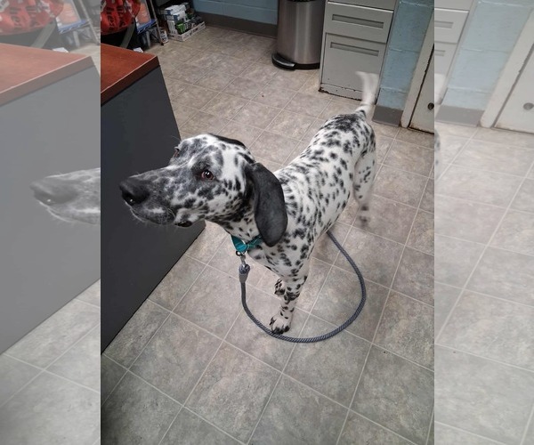 Medium Photo #2 Dalmatian-Unknown Mix Puppy For Sale in Rustburg, VA, USA