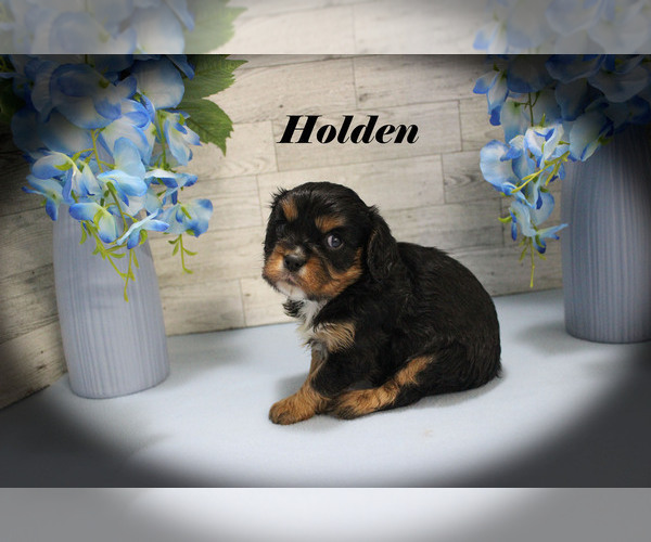 Medium Photo #14 Cavalier King Charles Spaniel Puppy For Sale in CHANUTE, KS, USA