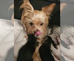 Small Photo #1 Yorkshire Terrier Puppy For Sale in SALEM, OR, USA