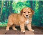 Small Photo #2 Aussiedoodle Miniature  Puppy For Sale in SHIPSHEWANA, IN, USA