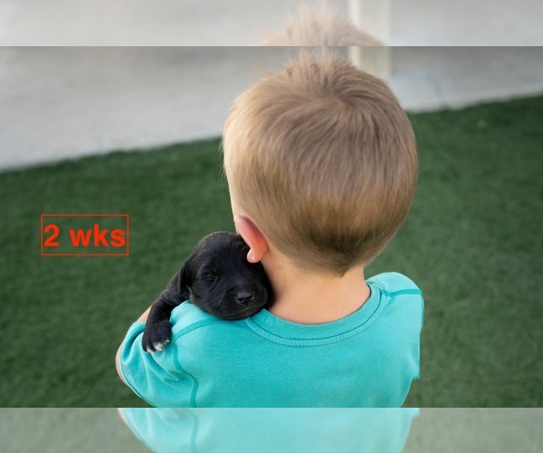 Medium Photo #3 Australian Retriever Puppy For Sale in MOORCROFT, WY, USA