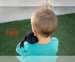 Small #2 Australian Retriever