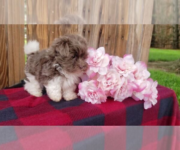 Medium Photo #5 Havanese Puppy For Sale in APPLE CREEK, OH, USA