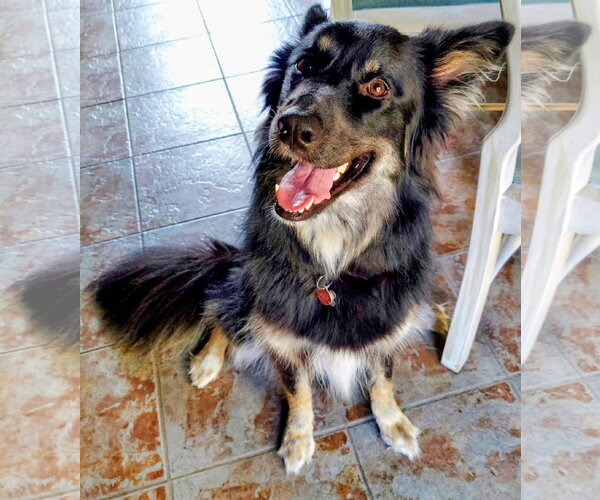 Medium Photo #1 Siberian Husky-Unknown Mix Puppy For Sale in Cottage Grove, MN, USA