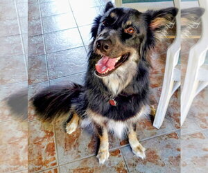 Siberian Husky-Unknown Mix Dogs for adoption in Cottage Grove, MN, USA