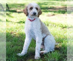 Father of the Goldendoodle (Miniature) puppies born on 05/07/2026