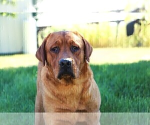 Father of the Labrador Retriever puppies born on 02/25/2025