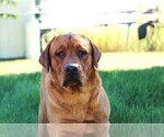 Small Photo #1 Labrador Retriever Puppy For Sale in SYRACUSE, IN, USA
