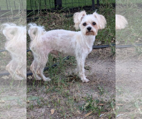 Medium Photo #3 Maltese-Unknown Mix Puppy For Sale in Spring, TX, USA