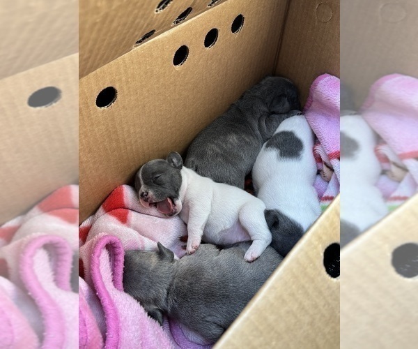 Medium Photo #19 French Bulldog Puppy For Sale in ROCKVILLE, MD, USA
