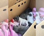 Small Photo #19 French Bulldog Puppy For Sale in ROCKVILLE, MD, USA