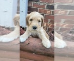 Small #2 Goldendoodle