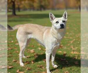 Darla 26/616 - Female Mutt Dog for Adoption - Photo #11