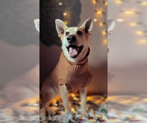 Mutt Dogs for adoption in Germantown, OH, USA