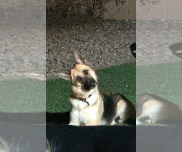 Medium Photo #2 German Shepherd Dog-Unknown Mix Puppy For Sale in Chandler, AZ, USA