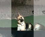 Small #1 German Shepherd Dog Mix