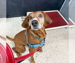 Small #7 Coonhound