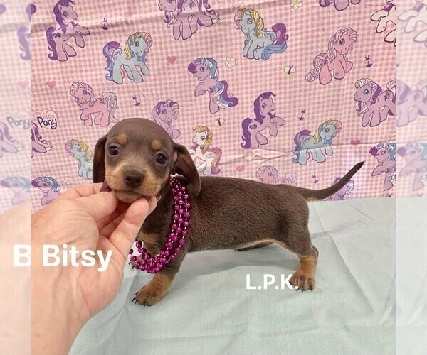 Medium Photo #1 Dachshund Puppy For Sale in WINNSBORO, LA, USA
