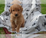 Small #3 Golden Retriever