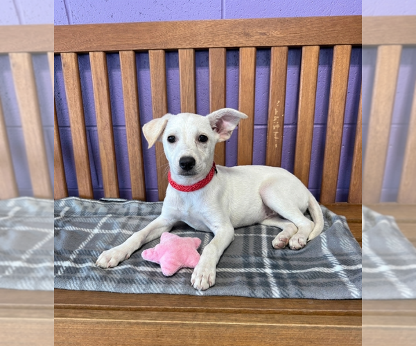 Medium Photo #2 Labrador Retriever-Unknown Mix Puppy For Sale in Genesee, WI, USA