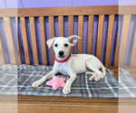 Small #1 Labrador Retriever Mix
