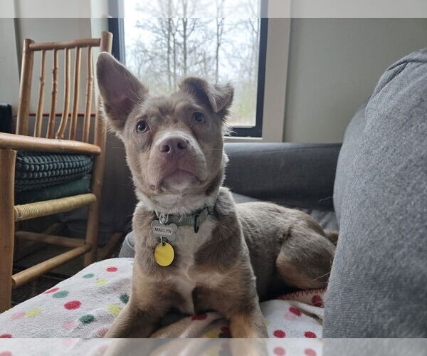 Medium Photo #3 Australian Shepherd-Unknown Mix Puppy For Sale in Boston, MA, USA
