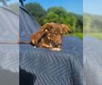 Small #2 Australian Shepherd-Chihuahua Mix