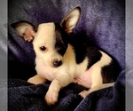 Small Photo #21 Chihuahua Puppy For Sale in LEBANON, NJ, USA