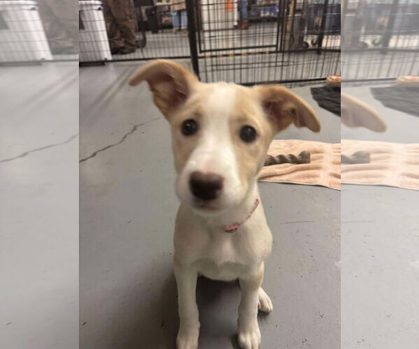 Medium Photo #2 Australian Shepherd-Colonial Cocker Spaniel Mix Puppy For Sale in Anchorage, AK, USA