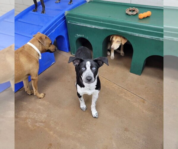 Medium Photo #7 Pointer-Unknown Mix Puppy For Sale in Woodbury, NY, USA