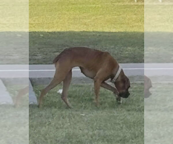 Medium Photo #4 Boxer-Unknown Mix Puppy For Sale in Dumont, NJ, USA